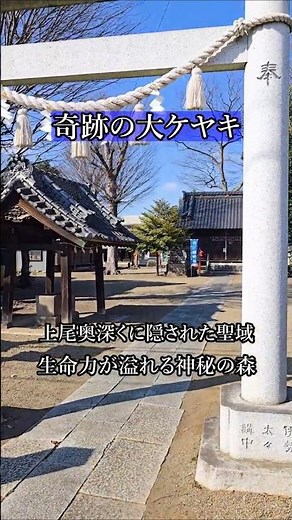 【樹齢800年】埼玉・上尾に眠る伝説の巨木。「橘神社」のパワーが凄すぎた… #shorts