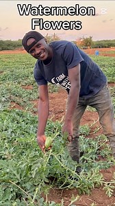 Watermelon flowers 💐 How to increase the flowers. How to identify male and female flowers #Letsgrowtogether | Farm With Fred