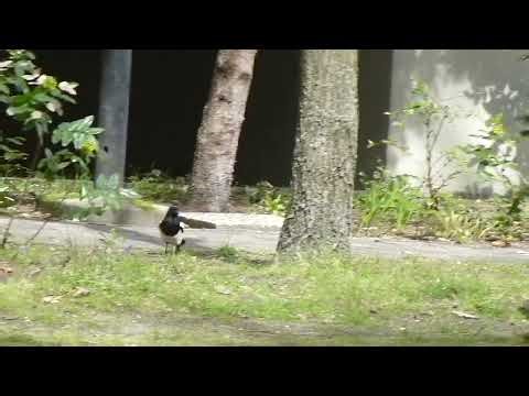 Magpies Build Their Nest