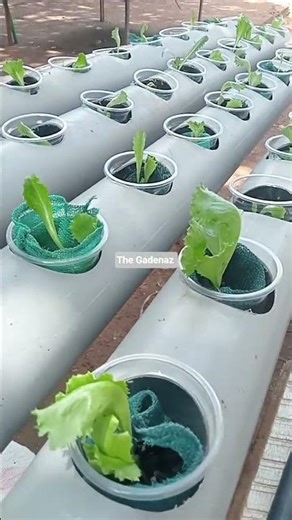 A simple back yard hydroponic system for vegetable growing.