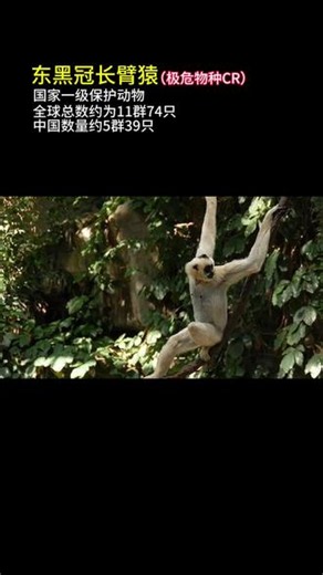 东黑冠长臂猿还有多少？给大家汇报一下（素材源自自然记录，具体数据以官方为准，不炒作悲情、不博取同情，科普濒危现状，拒绝过度解读。）#东黑冠长臂猿 #极危动物 #国家一级保护动物 #科普