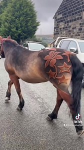 277K views · 12K reactions | LADY!! Today we gave Lady a full body...