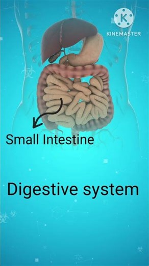 ✨|Digestive system|✨#viral#shorts#viral shorts