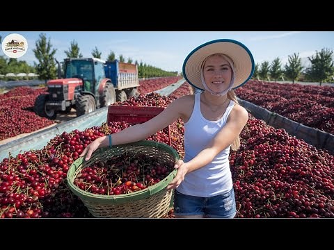 Secrets of Growing and Preserving Cherries - Harvesting Cherries