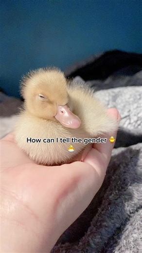 Identifying the Gender of Baby Ducks | Helpful Tips
