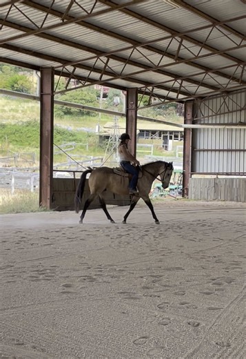 Stunning client horse in at the moment 🤩 #buckskin #andalusian #quarterhorse #horsesoftiktok #fyp