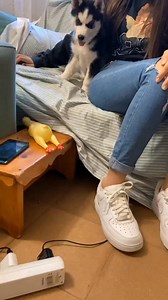 ¡Bombón de cachorro! 😂❤️ Revivimos momentos divertidos gracias a mis hijas Leyre y Blanca 🥰 que me enviaron el vídeo que yo hasta hora no había visto y aunque la calidad no sea la mejor, las risas son garantizadas ¡Espero que os guste! #BombónCachorro #recuerdos #cachorro | Max the husky
