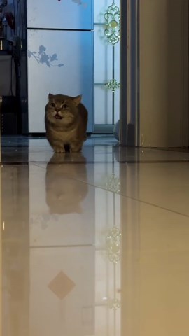 Funny Cat Kisses Compilation with Munchkin and Bengal