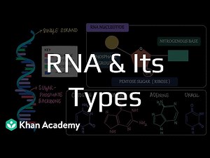 RNA | Heredity and Variation | Class 9 | Science | Maharashtra | Khan Academy