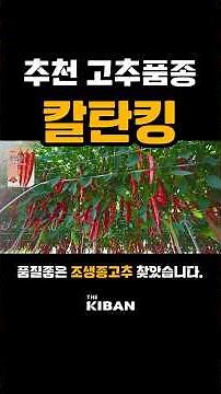 수량성좋은 빠른 #고추품종 #칼탄킹 #조생종 #고추종자 #건고추추천 #홍고추 #칼탄킹