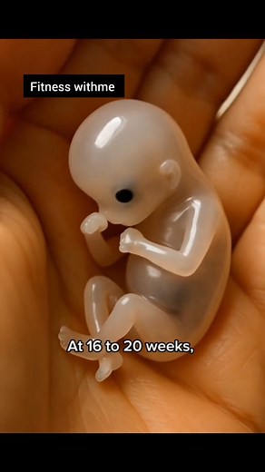 10K views · 318 reactions | The fetus development journey...