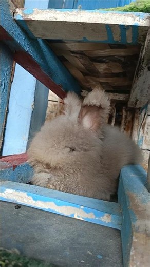 cute teddy dwarf rabbit 🐰#rabbit #animal #bunny #cute
