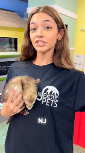 14K views · 248 reactions | Baby ferrets are in! | NJ Exotic Pets | Facebook