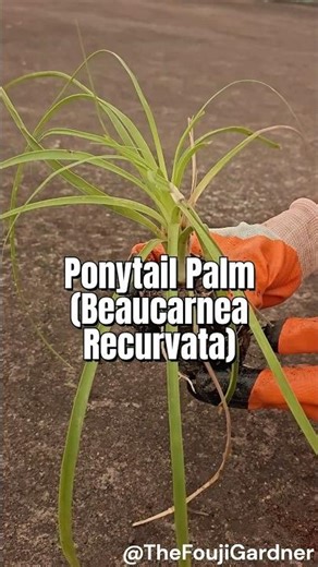 Ponytail Palm Planting Guide ☘️ #shorts #garden #plants #trendingshorts