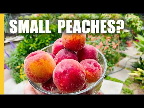 Why I have SMALL PEACHES and how to get LARGE peaches