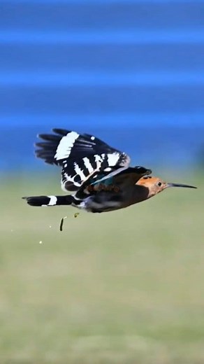 You won’t believe how stunning the Eurasian Hoopoe looks in flight! 🌟🐦 #hoopoe #birds #amazingbirds #naturetweeters | Nature-Tweeters