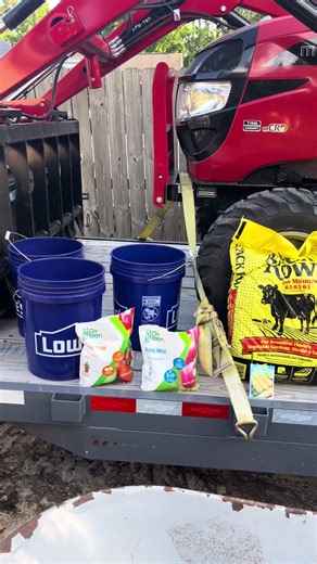 Sweet Corn planting in buckets step by step #fyp #fy #vegtables #gardening #containergarden