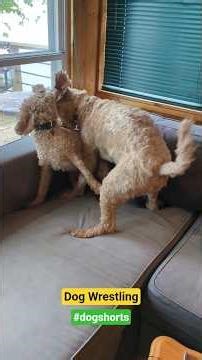 Goldendoodle vs Cockapoo Dog Wrestling