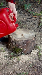 302K views · 606 reactions | Quick and Easy Stump Removal – See How It’s Done! | Science, Tech and Universe | Facebook