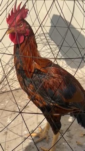 👑 Real Bangum Aseel | Full Attitude Powerful Fighter 🐓🔥