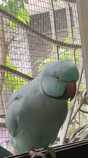 Precious Talking Parrot Kiwibeta 👑🔥