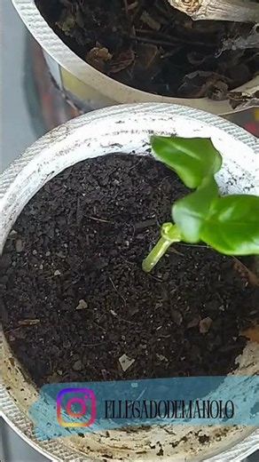 Huerta fácil: Albahacas - de la verdulería a tu huerta🌿 #shorts