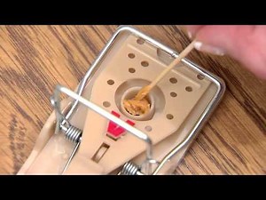 Victor® Power Kill Mouse Trap Instructional Video