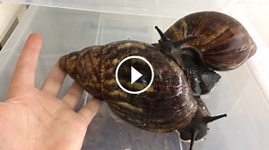 Obrovské 700-gramové africké slimáky z čeľade Achatinidae