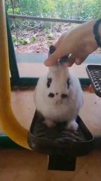 Animals Being Silly (Prepare to Laugh!) 😂