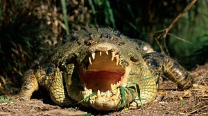 World’s deadliest croc attack saw beasts eat 500 soldiers alive