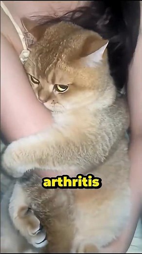 Why Is My Cat Suddenly Aggressive? (It’s Not His Fault!) #cat #funnycats
