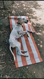 When I first met Ricky, he was detached and distrustful, but with patience and kindness, I saw a remarkable transformation. Watching him regain his health and spirit reminded me of the incredible resilience and the profound impact of compassion. ... 👉 Read the full story in the comment below ⬇️ | We Love All Pitpulls