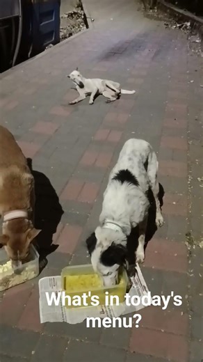 Street dog's food menu chicken rice, scrambled eggs, Pedigree briskot, marrie biscuits