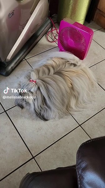 Toby The Pekingese #pekingese #pekingeseoftiktok #animallovers #dogloversoftiktok #doglovers