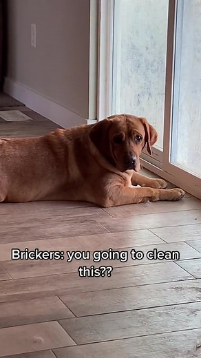 Reminiscing on Our Labradors' Mischievous Back Door Antics