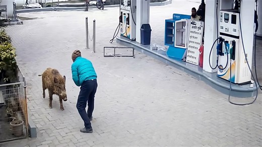 Watch what happens when a wild boar goes to a gas station