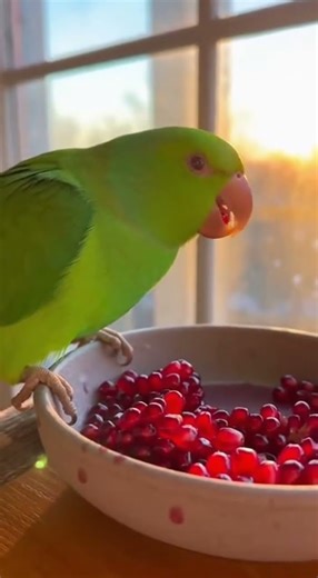 Parrot Pomegranate Perch 🦜🍎