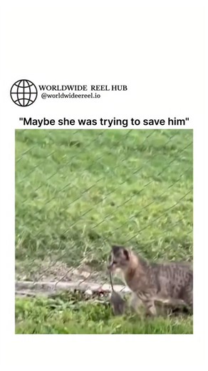 WORLDWIDE REEL HUB on Instagram: "This footage documents a competitive interspecies predation event involving a domestic feline, a rodent, and a foraging chicken separated by a chain-link perimeter. The visual narrative captures the feline utilizing high dexterity to extract the rodent from the opposing side of the barrier, seizing the prey and retreating immediately prior to the arrival of the poultry, which is observed pecking at the ground where the rodent was previously situated. The content