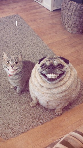 Adorable Cats and Pugs: A Heartwarming Compilation