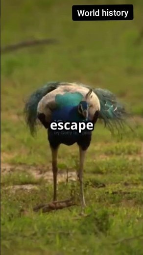 The Elusive Beauty of the Indian Peafowl | Stunning Colors & Wildlife Conservation