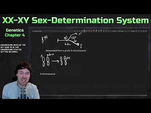 XX-XY Sex Determination System | Genetics Ep. 10