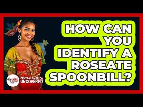 How Can You Identify A Roseate Spoonbill?