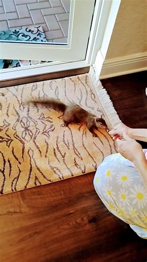 The Girls Are Dominating. #squirrel #squirrels #pets #wildlife #cuterodent