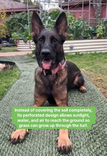 Natura Turf: Pet-Friendly Hybrid Solution for Yards