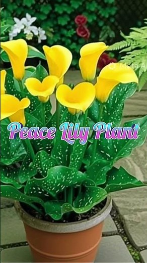 Yellow Calla Lily Care Guide: Tips for Vibrant Blooms