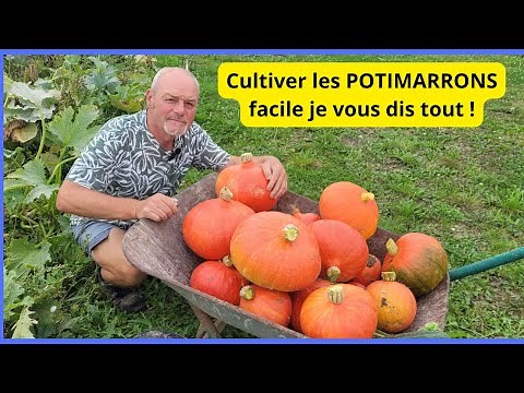 Comment semer et cultiver les courges et potimarrons au jardin ?