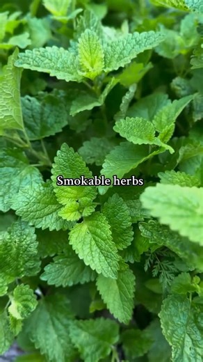 Stem n Rootz on Instagram: "Smokable herbs offer a natural, chemical-free way to relax, support the lungs, and calm the mind. Each herb brings unique benefits: Mullein – Gently soothes and clears the respiratory system, making it ideal for deep, easy breathing. Damiana – Helps uplift mood and reduce stress, creating a calming, gentle buzz. Lavender – Supports relaxation and mental clarity while promoting a sense of peace. Peppermint – Refreshes the mind, opens airways, and adds a pleasant, cooli