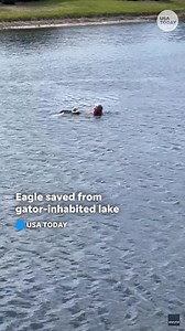 22K views · 247 reactions | Hands down, one of the most American rescues! A man dove into a lake to rescue a bald eagle. | Florida Today | Facebook