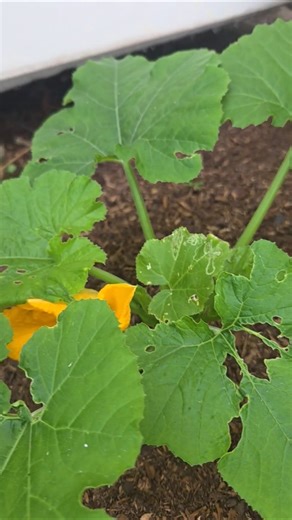 What bug is eating my plant! 🫠 #planting #planting #smallgarden #zucchini #flordia #9bgarden #flower