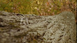 Texture of tree trunk in the forest close up of texture of an old oak tree bark. Bark surface of a tree on the ground in a park.